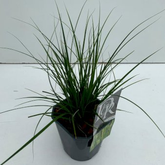 10 stk. Star 'Magic Green' 2 Liter potte