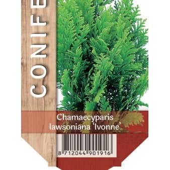 6 stk. Cypres 'Ivonne' Potte 2,0 liter,- 25-30 cm.