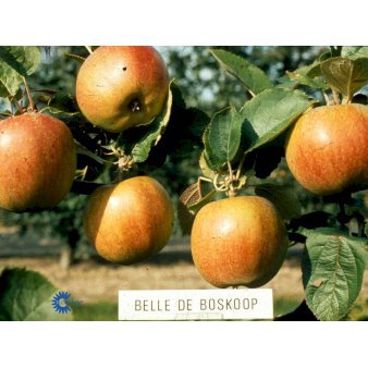 ÆBLE 'RØD BELLE DE BOSKOOP' Havefrugttræ Potte 7,5 liter 150-175 cm