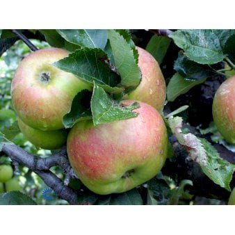 Æble 'Bramley' 4-8 grene, 150-200 cm. 10 liter potte (A-2)