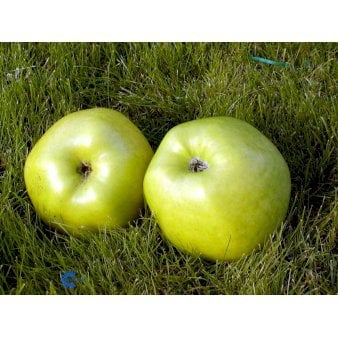 Æble 'Signe Tillisch' 4-8 grene, 150-200 cm. 10 liter potte (A-2)