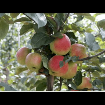 Æble 'Sunrise' Grundstamme: M7 Havefrugttræ - A-kvalitet 4-8 grene. 120-160 cm. Potte, (M7)