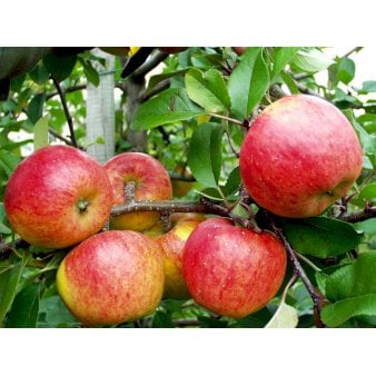 Æble 'Topaz' Grundstamme: A-2 4-8 grene, 150-200 cm. 10 liter potte (A-2)