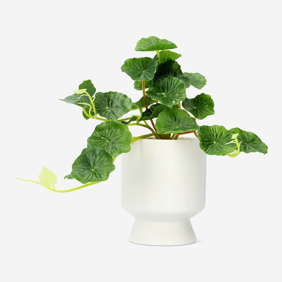 Afkogende plante Afkogende plante