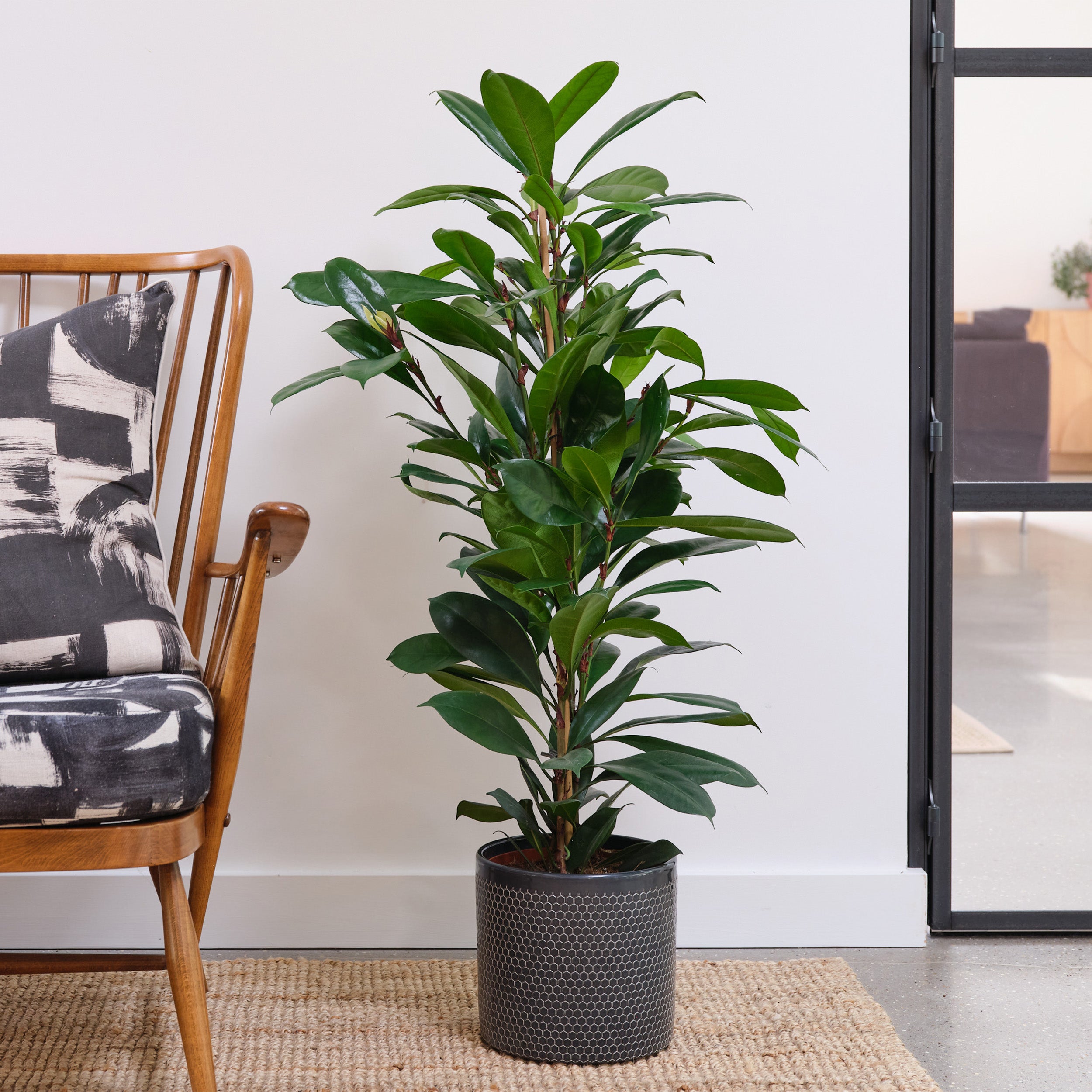 African Fig House Plant in Capri Pot Ceramic Black African Fig House Plant in Capri Pot Ceramic Black