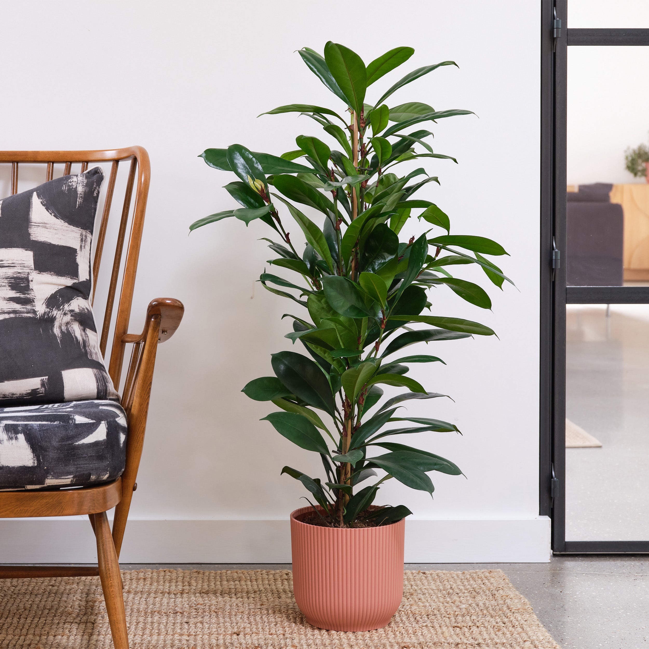 African Fig House Plant in Elho Pot Plastic Pink