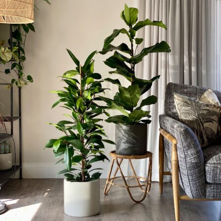 African & Fiddle Leaf Fig Potted House Plant Bundle MultiColoured
