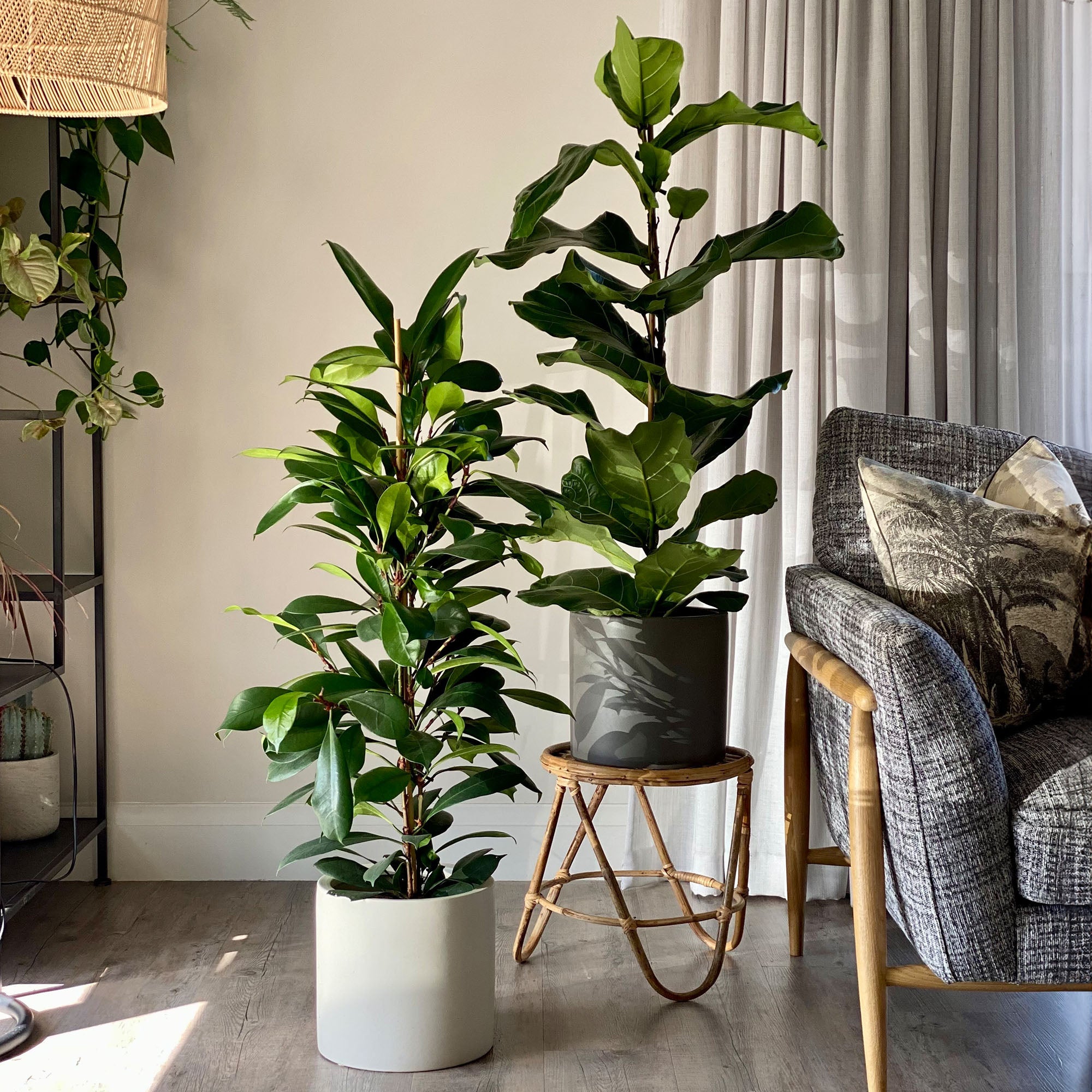 African & Fiddle Leaf Fig Potted House Plant Bundle MultiColoured African & Fiddle Leaf Fig Potted House Plant Bundle MultiColoured