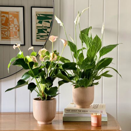 Air Purifying Pair Peace Lily and Peach Anthurium House Plant in Ribbed Pot Ceramic Pink