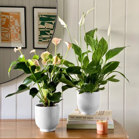 Air Purifying Pair Peace Lily and Peach Anthurium House Plant in Ribbed Pot Ceramic White