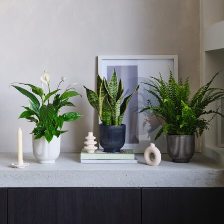 Air Purifying Potted House Plant Bundle MultiColoured