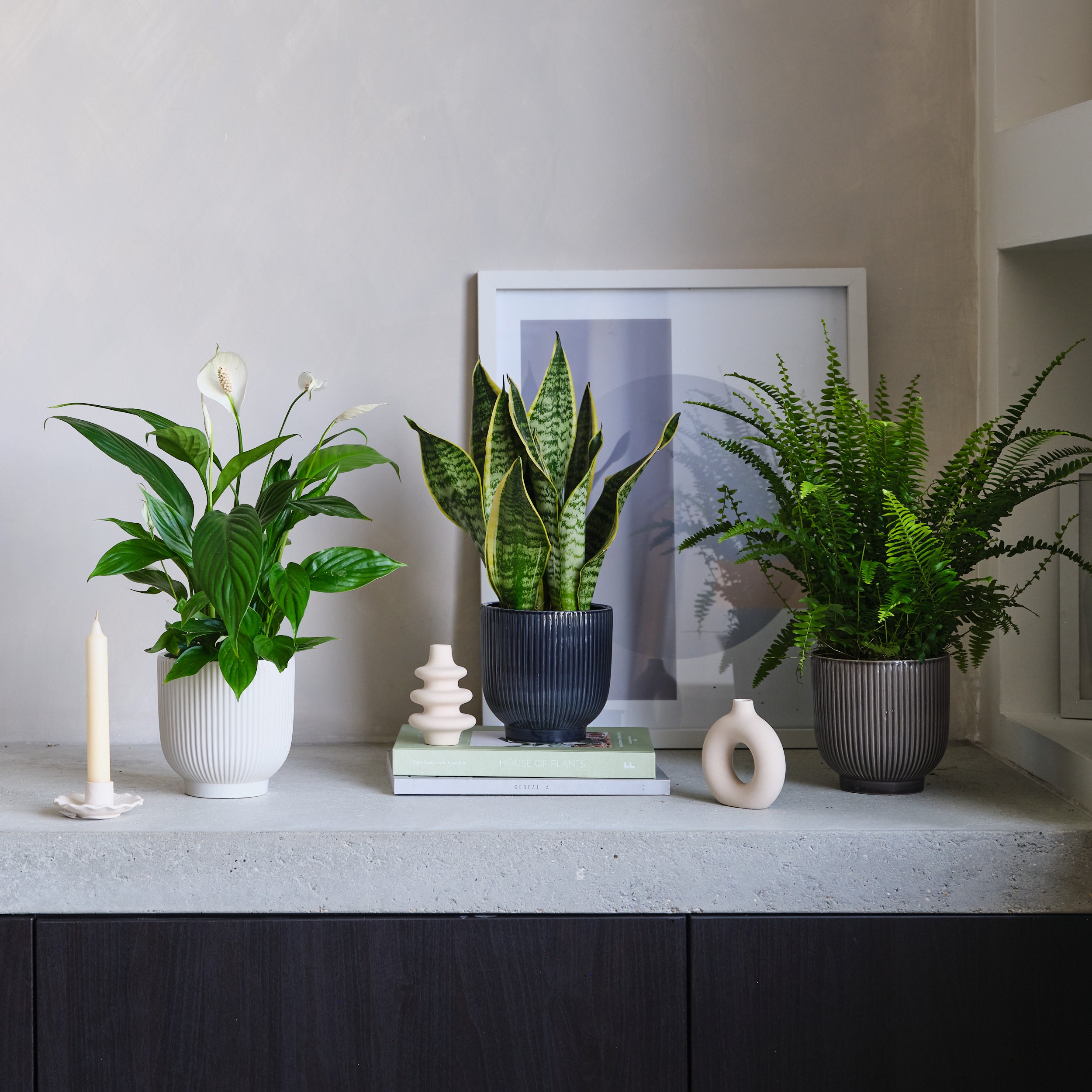 Air Purifying Potted House Plant Bundle MultiColoured