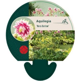 Akeleje 'Nora Barlow' 0,8 liter potte