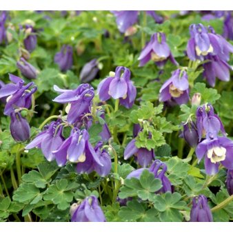 Akeleje 'Spring Magie Blue White' 1 liter potte