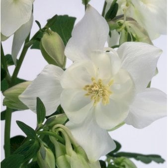 Akeleje 'Spring Magie White' 1 liter potte