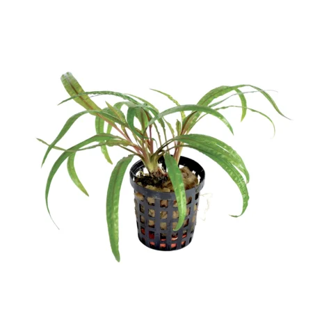 Akvarieplante Cryptocoryne balansae 5 cm potte