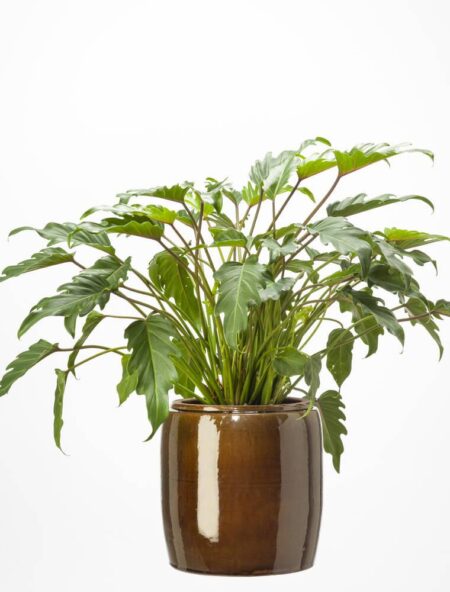 Alda keramik krukke Ø23xH33 cm i honey