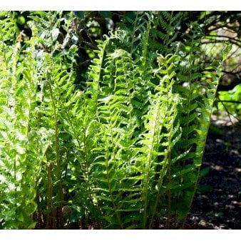 Alm. Mangeløv 1 liter potte Alm. Mangeløv 1 liter potte