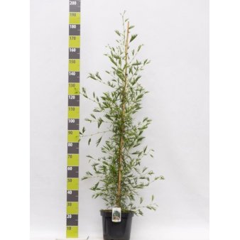 Alnus glutinosa 'Imperialis' Potte 12 liter,- 150-175 cm.