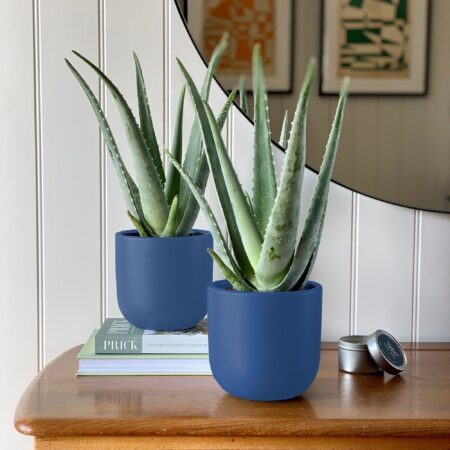 Aloe Vera Potted House Plant Bundle Earthenware Blue