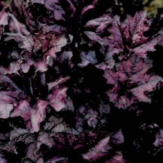 Alunrod 'Black Forest Cake' 1 liter potte
