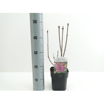 'Andenken an Ludwig Späth' Potte 2,0 liter,- 40-60 cm.