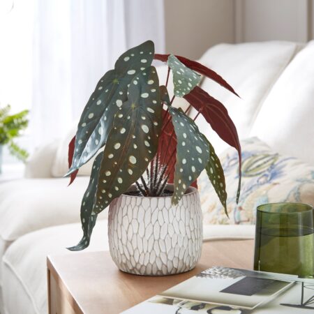 Artifical Begonia Plant Green