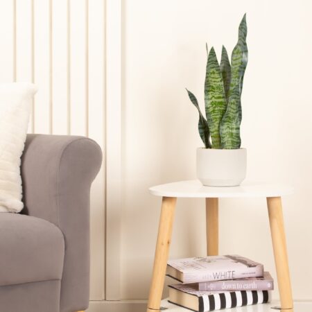 Artificial Sansevieria Plant in Cream Cement Plant Pot Green
