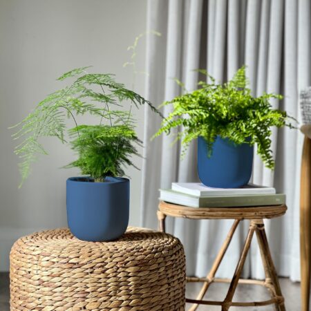 Asparagus & Boston Fern Potted House Plant Bundle Earthenware Blue