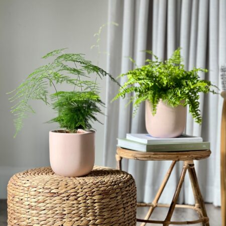 Asparagus & Boston Fern Potted House Plant Bundle Earthenware Clay
