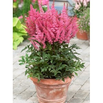 Astilbe 'Younique Pink' 1 liter potte