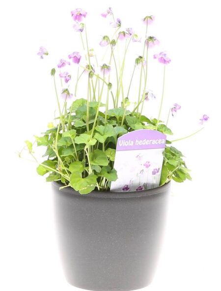 Australsk viol, Viola Hederacea, Ø9 cm potte cm potte