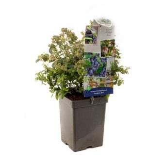 BLÅBÆR 'SUNSHINE BLUE' Potte 4,0 liter,- 40-60 cm.