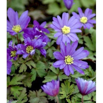 Balkan-Anemone 'Blue Shades' 10 cm. potte Balkan-Anemone 'Blue Shades' 10 cm. potte