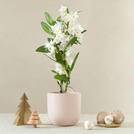 Bamboo Orchid House Plant in Earthenware Pot Earthenware Pink