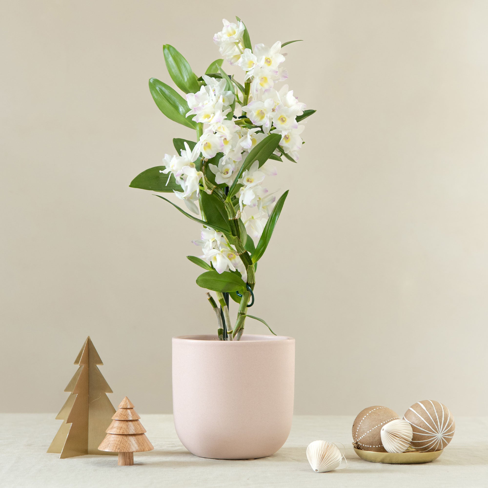 Bamboo Orchid House Plant in Earthenware Pot Earthenware Pink Bamboo Orchid House Plant in Earthenware Pot Earthenware Pink