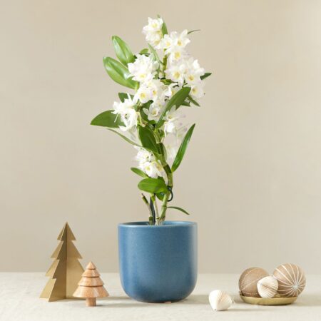 Bamboo Orchid House Plant in Pot Earthenware Blue