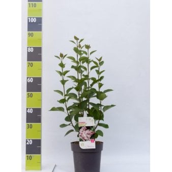 'Beauty of Moscow' Potte 4,0 liter,- 50-60 cm.