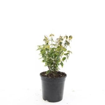Benved 'Emerald Gold' 1,5 liter potte