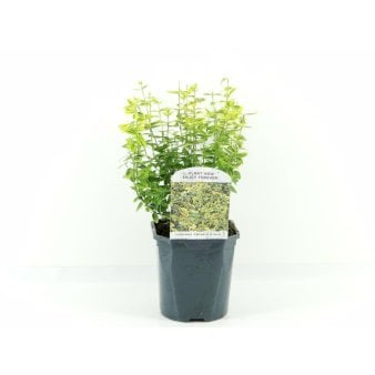 Benved 'Emerald Gold' 2 Liter potte