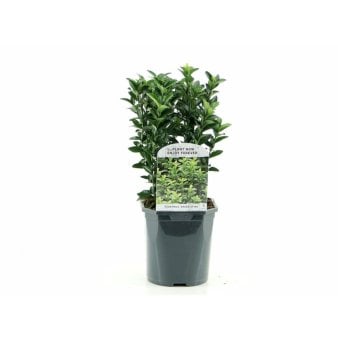 Benved 'Green Spire' Potte 2 liter.
