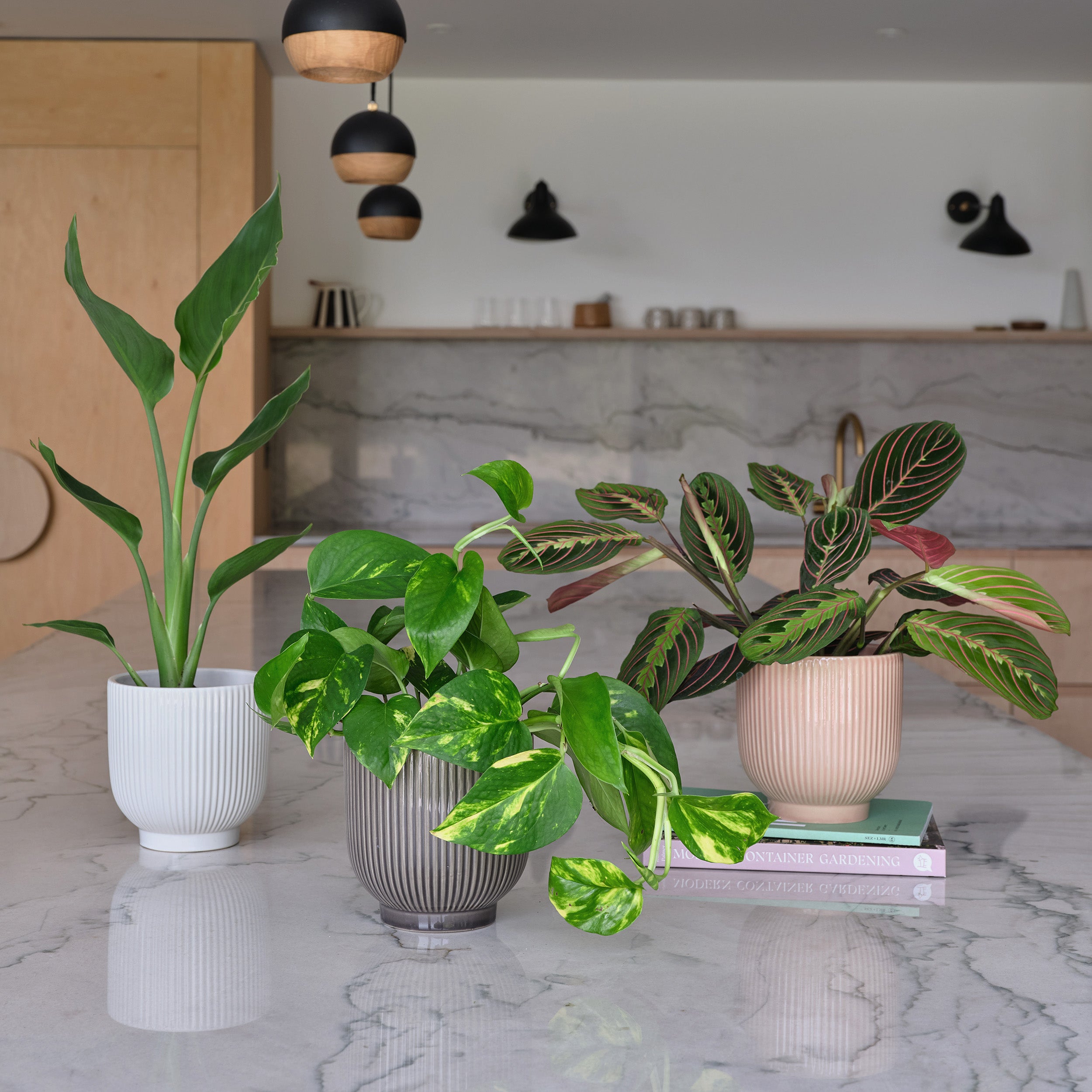 Bestseller Potted House Plant Bundle MultiColoured Bestseller Potted House Plant Bundle MultiColoured