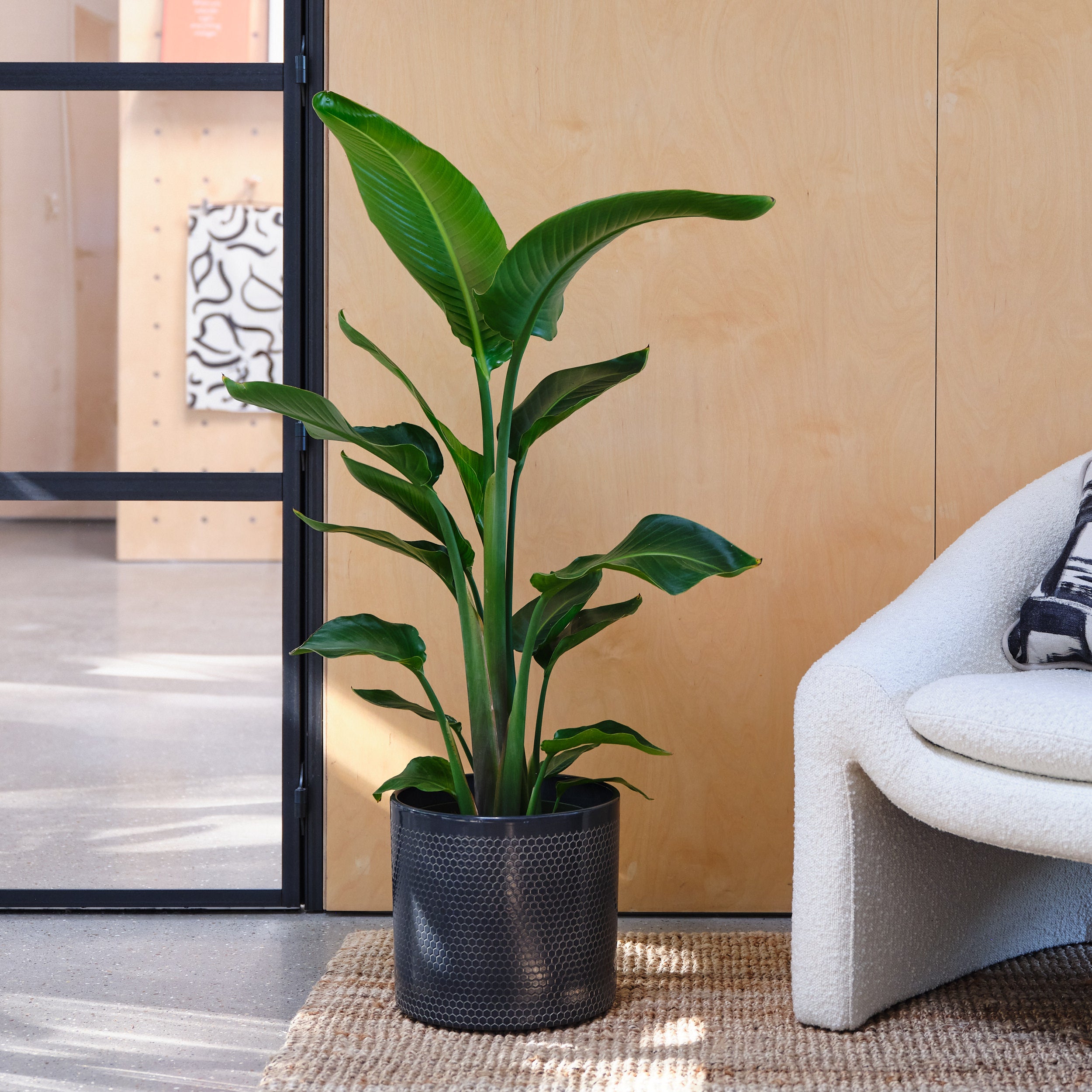 Bird Of Paradise House Plant in Capri Pot Ceramic Black
