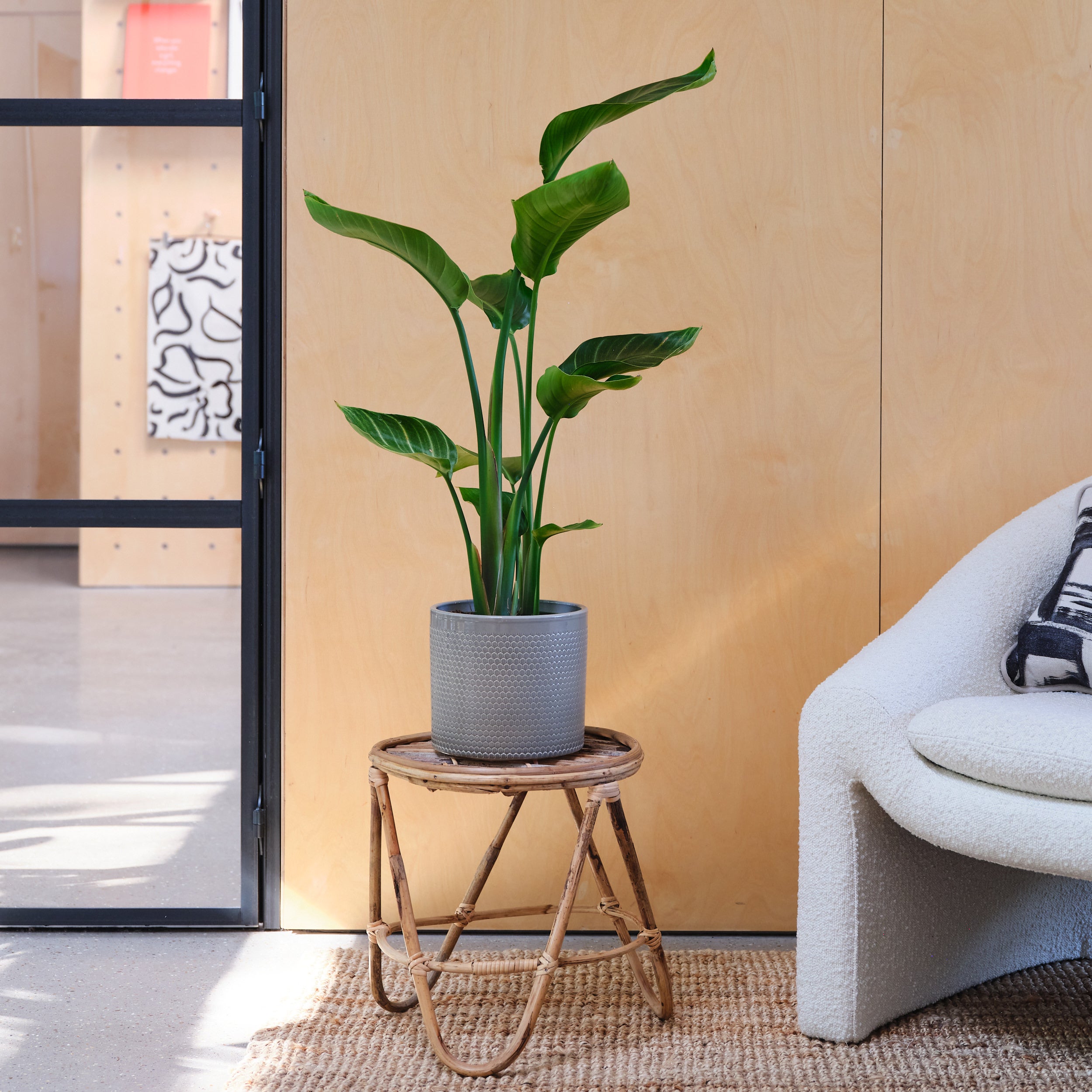 Bird Of Paradise House Plant in Capri Pot Ceramic Light Grey Bird Of Paradise House Plant in Capri Pot Ceramic Light Grey