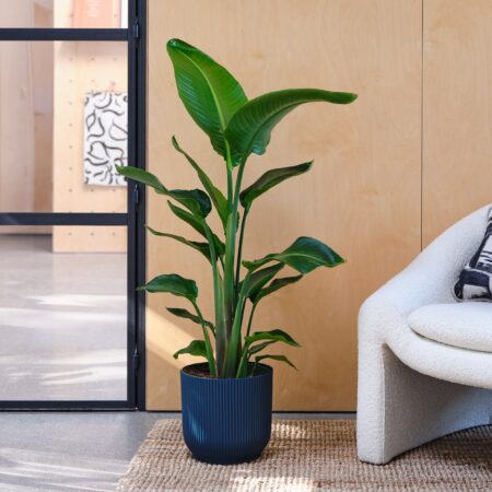 Bird Of Paradise House Plant in Elho Pot Plastic Navy