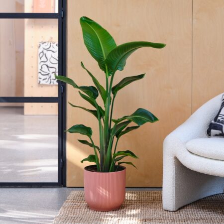 Bird Of Paradise House Plant in Elho Pot Plastic Pink