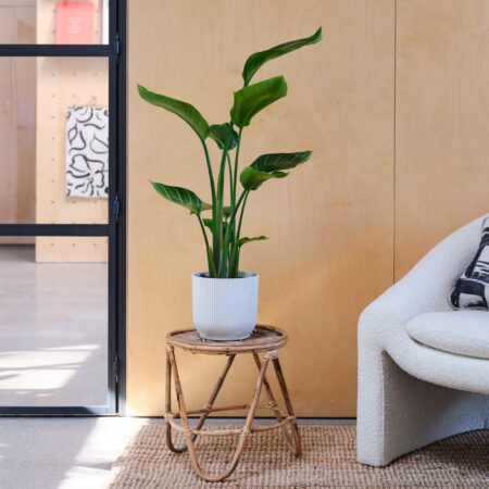 Bird Of Paradise House Plant in Elho Pot Plastic White