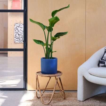 Bird Of Paradise House Plant in Pot Earthenware Blue