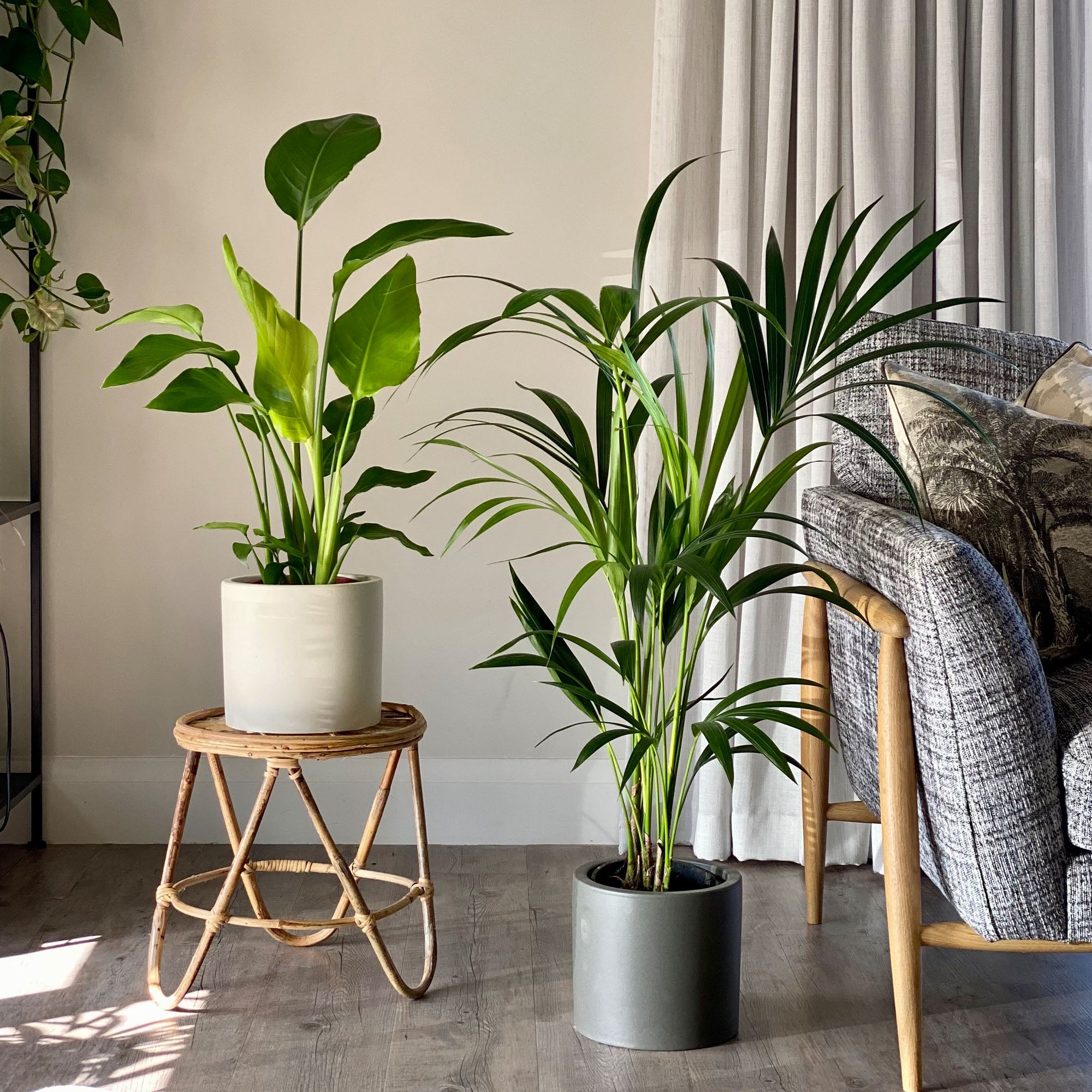 Bird of Paradise & Kentia Palm Potted House Plant Bundle MultiColoured Bird of Paradise & Kentia Palm Potted House Plant Bundle MultiColoured