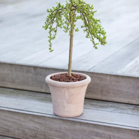 Bjergpil, opstammet, Salix arbuscula, 2 liter potte, 50 cm